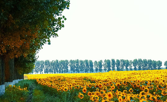 2020女孩英文名字大全極好聽的