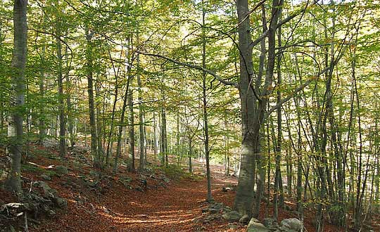 胡姓男寶寶免費起名大全