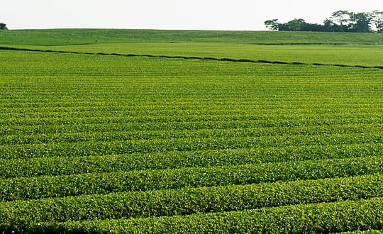 女孩取名：溫柔善良的女孩名字集錦
