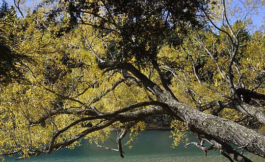 取名字大全女孩 美麗的女孩名