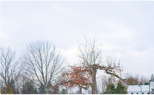 國學底蘊的女孩名字（如詩美名）