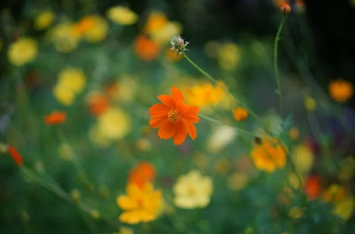 公司取名|家政公司名字創意大氣