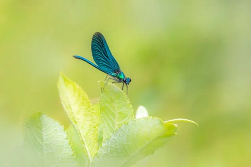 店鋪起名丨養生館起什么名字好？