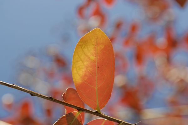 微信昵稱丨可愛又好運滿滿的微信網名